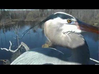 Up close and personal with great blue herons - awaytogarden.com