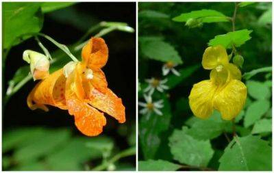 Jewelweed: the ‘weed’ that’s a wildlife gem - awaytogarden.com - New York - county Garden