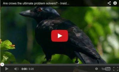 Learning about crows, online with cornell - awaytogarden.com