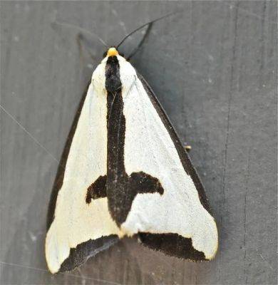Celebrating national moth week, after dark - awaytogarden.com