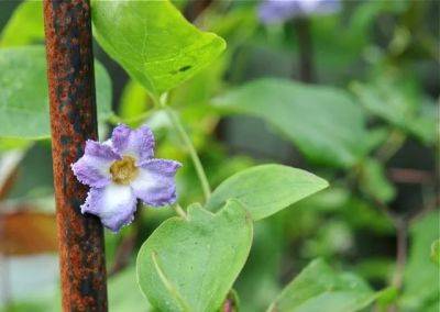 Slideshow: name that flowering clematis vine! - awaytogarden.com - Usa