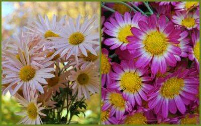 Perennial pink mums add to fall’s palette - awaytogarden.com