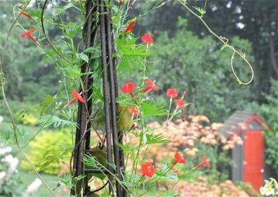 Cardinal climber and its cousins, annual vines that are hummingbird favorites - awaytogarden.com - Mexico - city Chicago