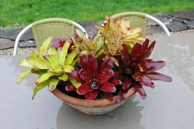 A bromeliad centerpiece, and the man who planted my first shrubs 20+ years ago - awaytogarden.com - Usa
