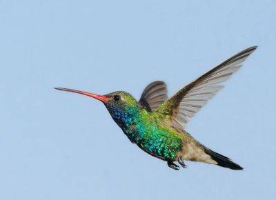 Birdnote q&a: your questions answered on hummingbird migration, and flying in formation - awaytogarden.com - Usa - Mexico - county Pacific