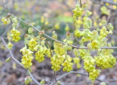 Beating forsythia to spring’s flowering-shrub punch: a slideshow of earliest-blooming stars - awaytogarden.com - state New York - county Hudson - county Valley