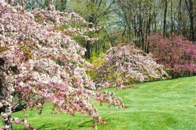 Must-have (for you and the birds): crabapples - awaytogarden.com