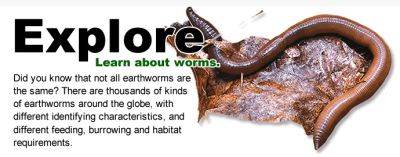 Earthworm 101, with great lakes worm watch - awaytogarden.com - Canada - New York - state Minnesota - state Vermont