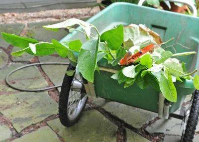 Garden cart, or wheelbarrow? expert thoughts on which one’s the better fit (or gift) - awaytogarden.com - state Oregon - state Vermont