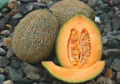How to grow melons (plus a podcast) - awaytogarden.com - state New Jersey - state Vermont