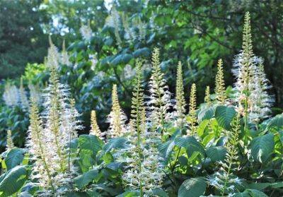 Aesculus parviflora, my 4th of july fireworks - awaytogarden.com