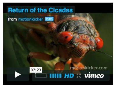 A video celebration of the 17-year cicada - awaytogarden.com