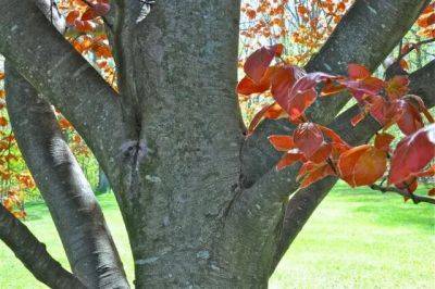 Copper or purple beech, a tree worth waiting for - awaytogarden.com - Usa - city New York
