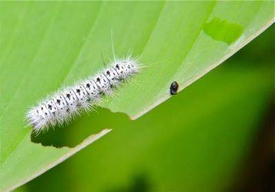 Making friends with late-summer caterpillars - awaytogarden.com - state Wisconsin