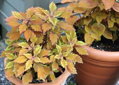 Using coleus ‘spitfire’ as container-design glue - awaytogarden.com - Japan