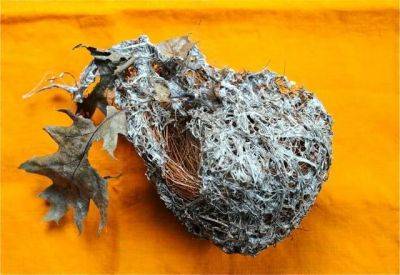 Falling leaves, apples, rain–and an oriole nest - awaytogarden.com
