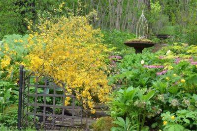 Kerria japonica ‘picta’ 2011: everything in excess - awaytogarden.com