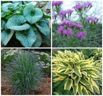 Time-tested perennials, with kathy tracey of avant gardens - awaytogarden.com - state Massachusets