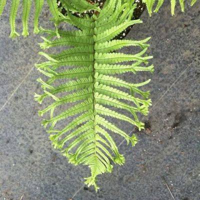 Showy ferns to crave, with judith jones of fancy fronds nursery - awaytogarden.com - city Seattle - Washington