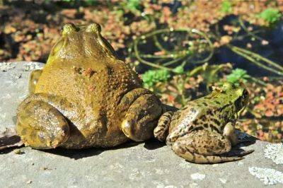 The frogs of march: hot and heavy from the start - awaytogarden.com
