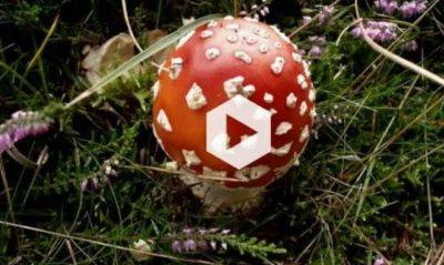 More about mushrooms: a video - awaytogarden.com - New York - county Garden