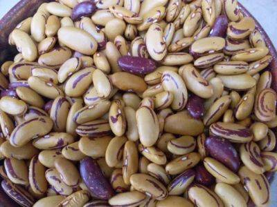 Growing dry beans, with sarah kleeger of adaptive seeds - awaytogarden.com - state Oregon