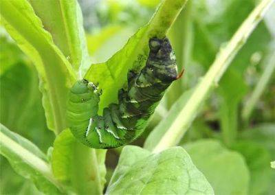 Is that a tobacco, or tomato, hornworm? - awaytogarden.com - state Florida