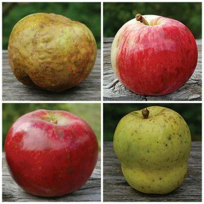 Antique apples with dan bussey of seed savers exchange - awaytogarden.com - Usa - state Iowa