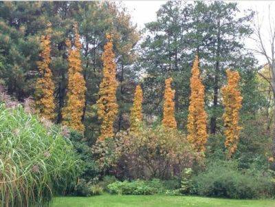 Using columnar trees and shrubs, with ken druse - awaytogarden.com - Italy - state New Jersey