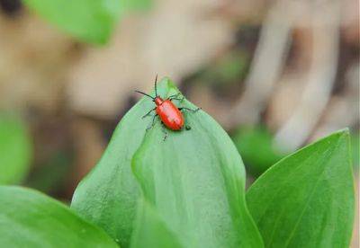 Fighting lily leaf beetles organically - awaytogarden.com - Japan