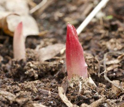 Cleanup, week 3: snow melts, shoots emerge—but why are so many pinkish or purple? - awaytogarden.com