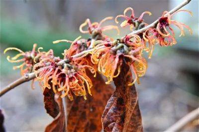 Great shrub: intermediate hybrid witch-hazels - awaytogarden.com - China - Japan