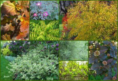 Slideshow: colorful-leaved shrubs’ big impact - awaytogarden.com