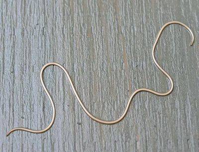 A new creature on me: the amazing nematomorph - awaytogarden.com - state Oklahoma - state New Mexico