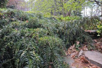 Beloved conifer: prostrate japanese plum yew - awaytogarden.com - Japan - state California - state North Carolina - state New Jersey