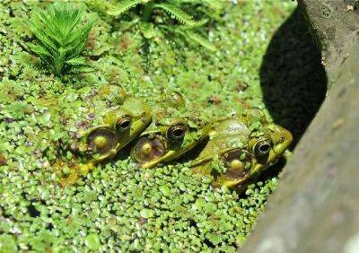 Three's company? a poolside frogboy pile-up - awaytogarden.com