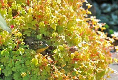 Frog condos: oxalis, bromeliads and other habitats - awaytogarden.com