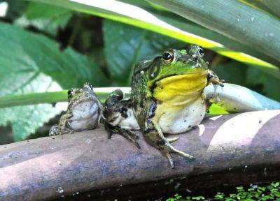 Joy in mudville: big frog in a small pond - awaytogarden.com