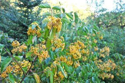 Great shrub: a showoff viburnum, ‘michael dodge’ - awaytogarden.com