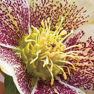 Growing hellebores and more, with barry glick - awaytogarden.com