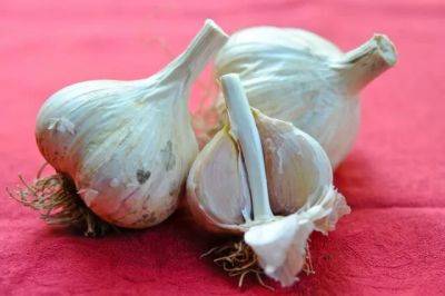 Friendly reminder: when to harvest garlic - awaytogarden.com