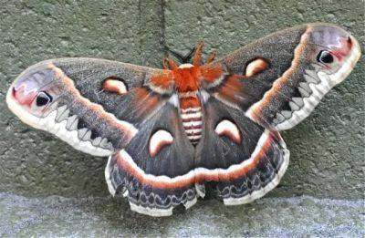 Cecropia moths, millipedes and other wonders - awaytogarden.com - Usa
