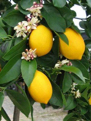 Citrus in pots: how to grow, and overwinter it, with four winds growers - awaytogarden.com - Usa - state California