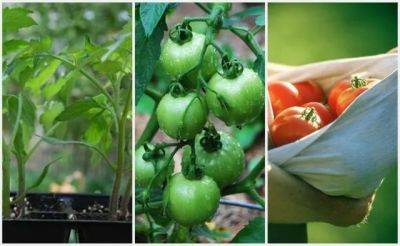 Tomato 101: sowing, transplanting, caring - awaytogarden.com