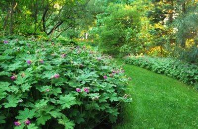 Slideshow: 10 great groundcovers to rely upon - awaytogarden.com
