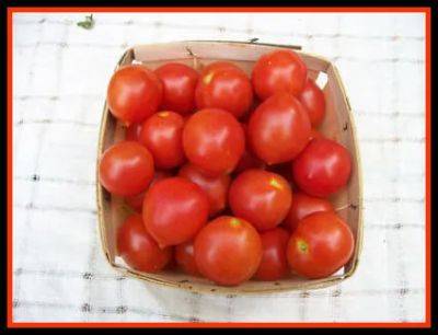 Finally waking up to ‘riesentraube’ tomato - awaytogarden.com - Germany - Netherlands - state Pennsylvania