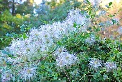 Clematis: sexy seedheads, but where’s the seed? - awaytogarden.com - Britain