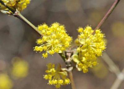 Slideshow: dogwoods, or cornus, i rely on - awaytogarden.com - state Florida - state Oregon