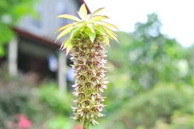 Growing eucomis bicolor, or pineapple lily, in pots - awaytogarden.com - South Africa