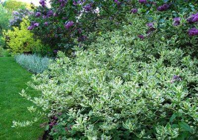 Great shrub: cornus sericea ‘silver and gold’ - awaytogarden.com - Cuba - state Pennsylvania - state Delaware